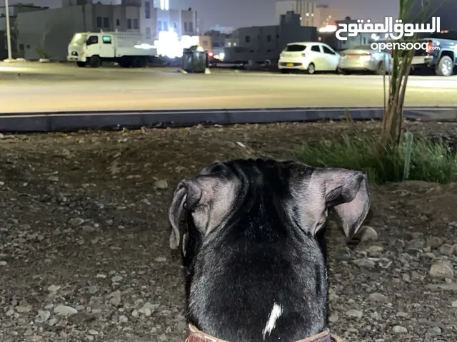 كلبة بيتبول انثى للبيع قابل للتفاوض