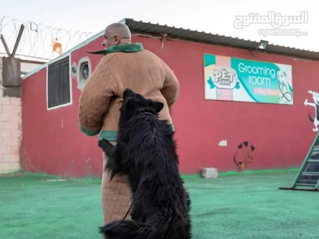تـــدريب كــلاب حراسه وطاعه بت زون سنتر