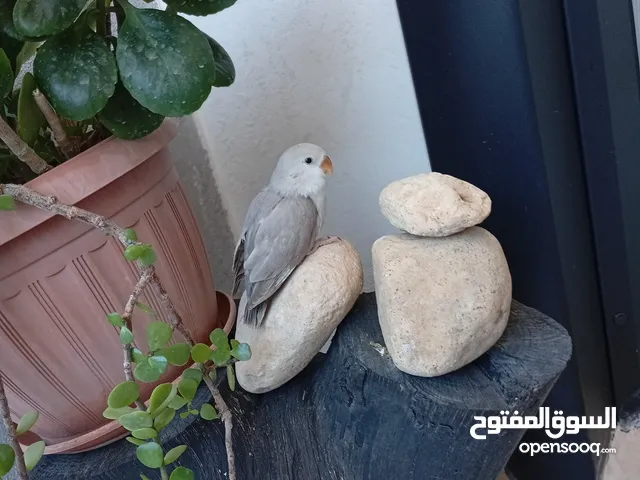 2ببغاء روز ربي يبارك مروض ترويض كامل داخلي وخارجي ربي يبارك الطرف 190د