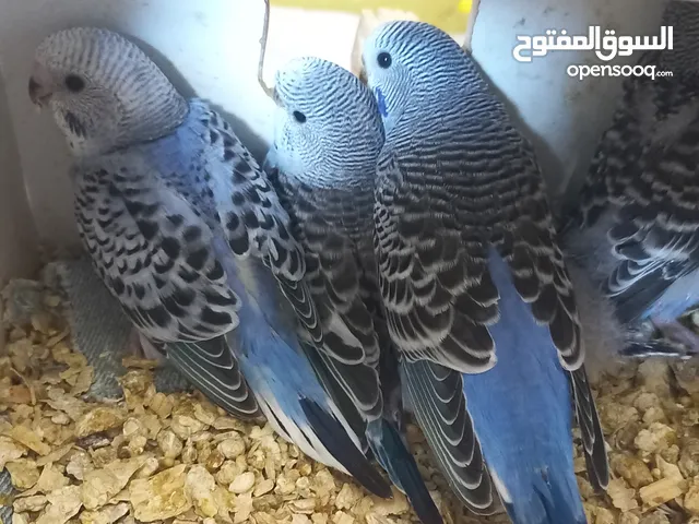 حب..بالفيديو ازواج مميزة الوان مقنبرات .. فراخ للزق ابعمر شهر ونص