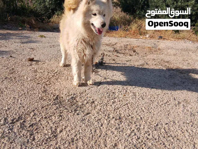 أنثى سموايد مستوى عالي