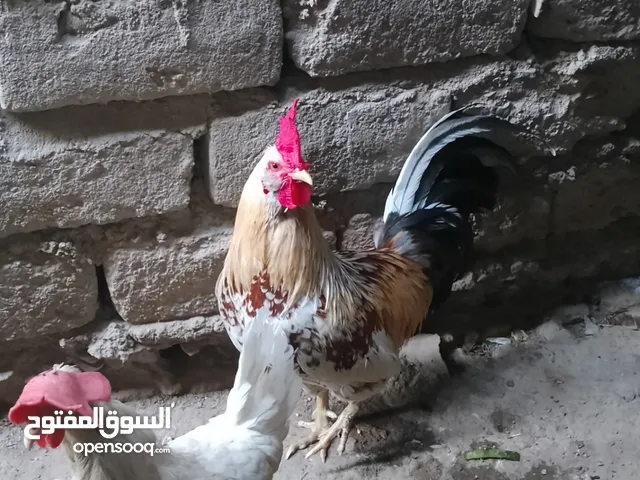ديك عرب للبيع ومعه دجاجه عرب المكان البصرة الحيانيه