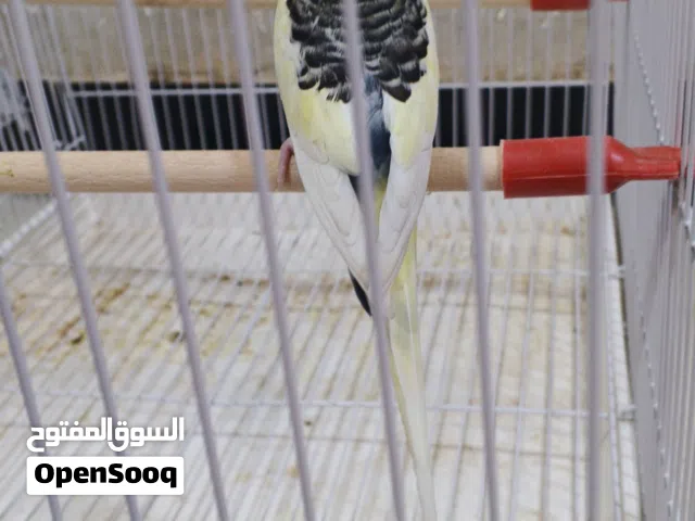 فحل شكري بصرصي سبعة وقطع جاهز فول
