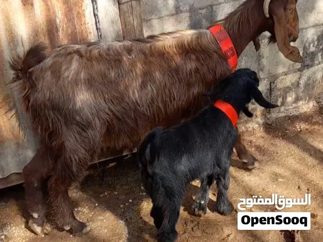 عنزين سن نظيف مواليد وحده معها جدي وحده صخله