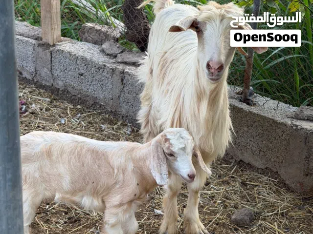 شاه عمانيه للبيع