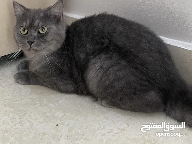Home cat for free adoption  قط منزل للتبني مجانا