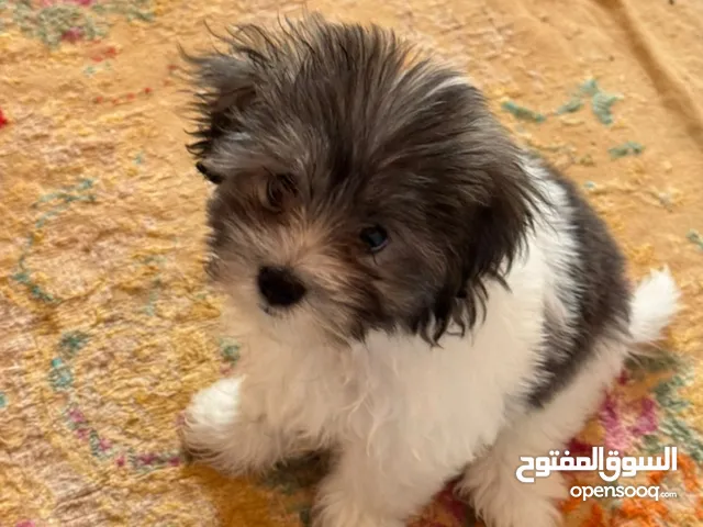 جرو ميني جريفون شهرين للبيع