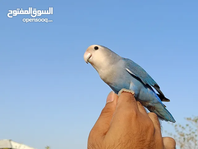 بغبغاء روز للبيع