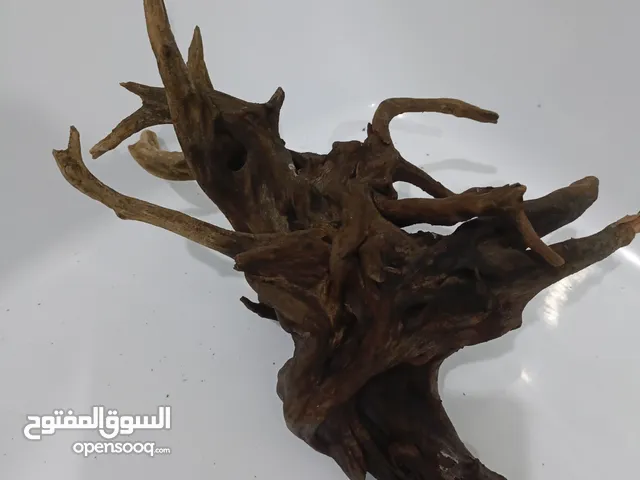 خشب مانجو غاطس للبيع