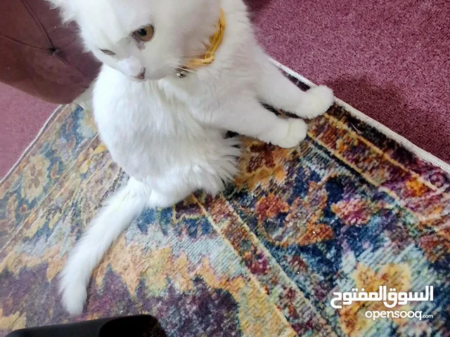 للتبني ذكر شيرازي