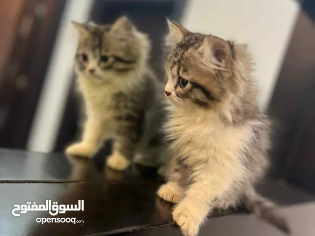 قطوسه شيرازي