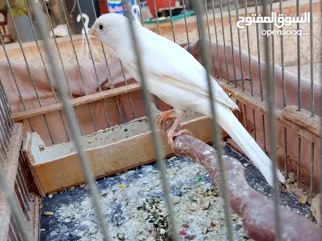 مخلف عمر 7 اشهر