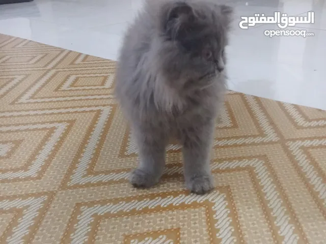قطه للبيع بدون لقاح العمر شهرين ونص نضيفه العنوان ابو الخصيب قرب جامع سيد الشهداء