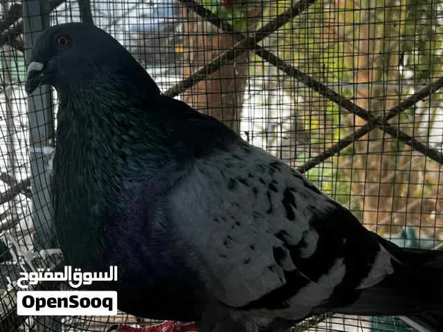 كركدان ذكر للبيع