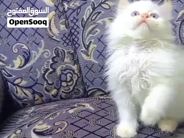 قطط هملايا ذكر وأنثى عمر شهرين