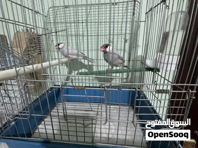 White and pearl cocktael pair, brown & silver java finches 2 pairs