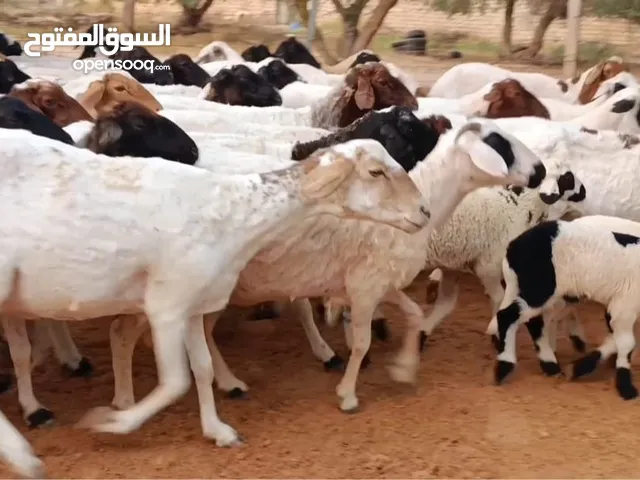 ربي ايبارك 50 نعجه فيهم13والدات صرمان