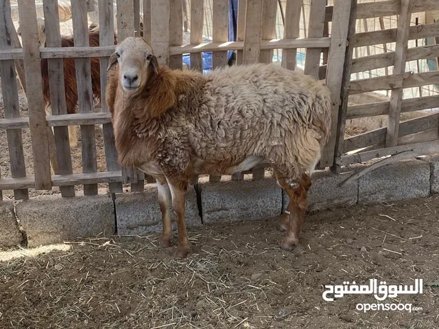 كبش مكراني ماشاء الله تبارك الله حاارر على الحلال بغيته فحل ولا ذبح كل شي يصلح