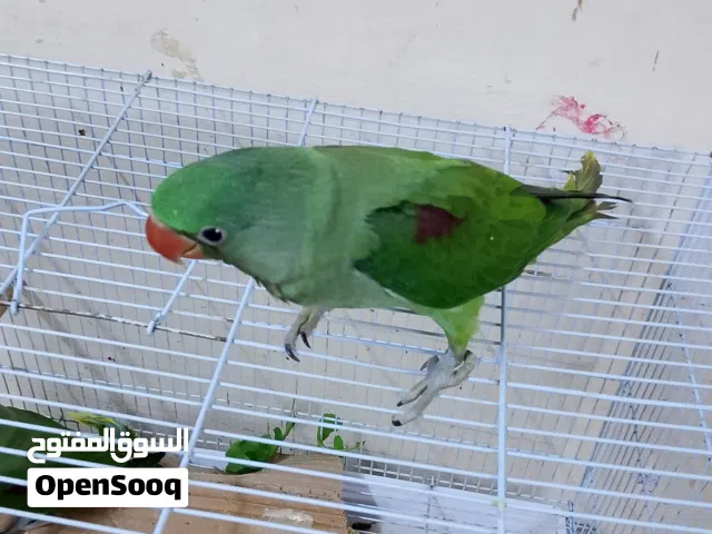 متوه نيبالي