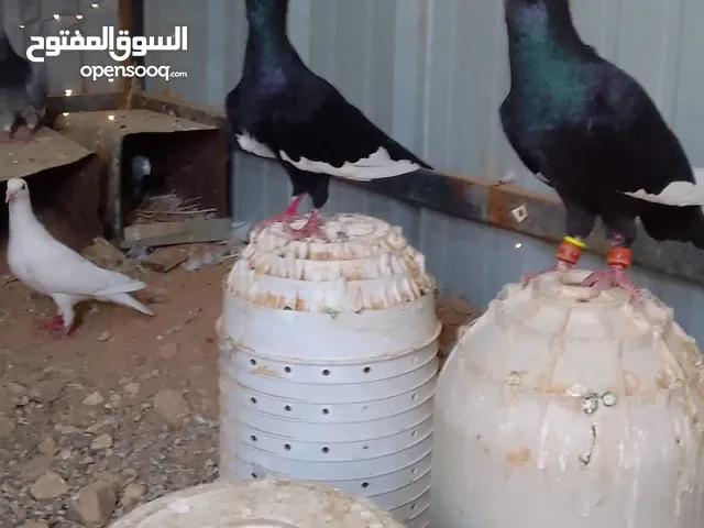 جوز حمام مسويد شغال مكفول