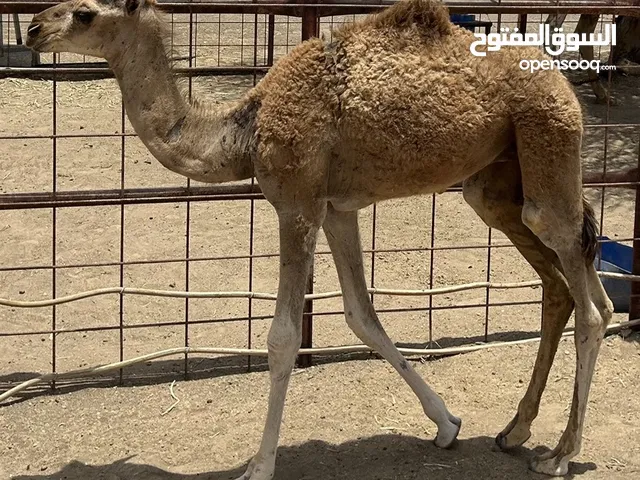قعود للبيع