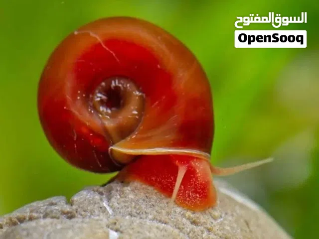 حلزونات رامشون