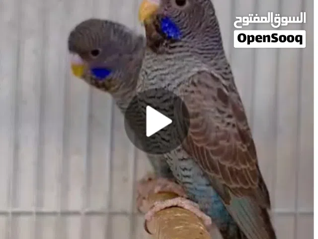 طيور حب دبل بلاك