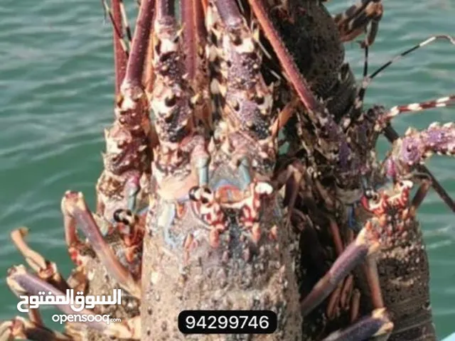 للبيع مأكولات بحرية
