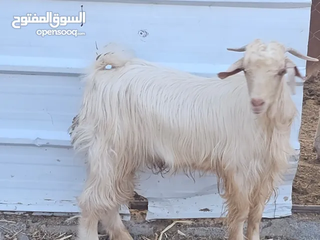 للبيع تيس جامودي