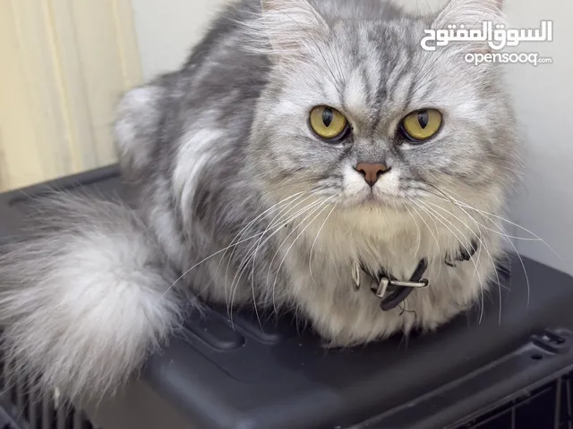 قط شانشيلا