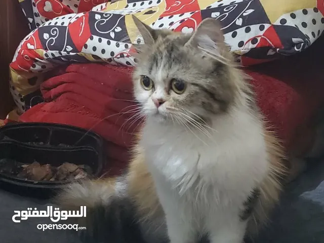 هذه القطه للتبني