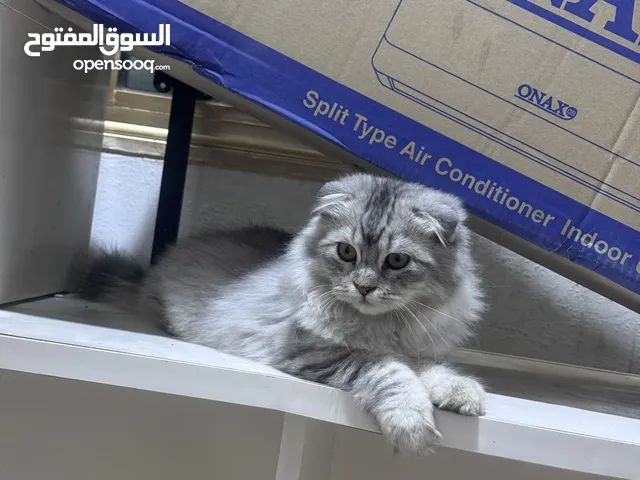 قطة شيرازية للبيع