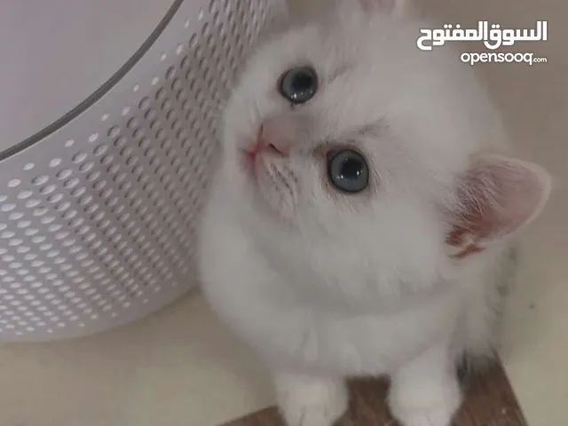 قطط بريتش شورت هير ny12 جنجله و فصيله ممتازة ...