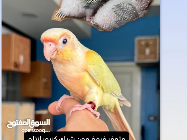 Conure moon check baby كنيور مون شيك فروخ انتاج البحرين