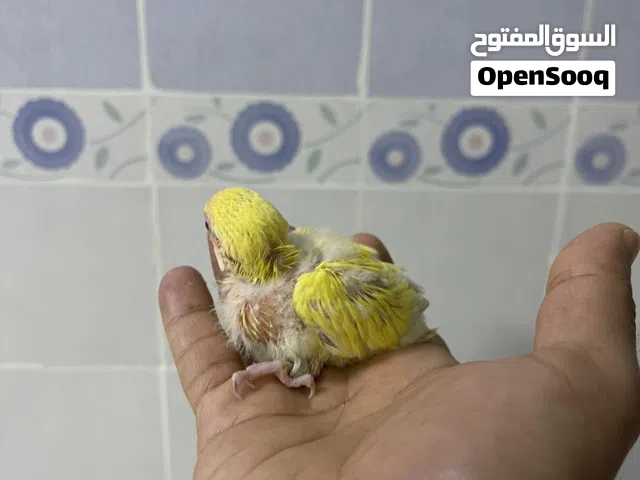 فرخ لفبيرد روز