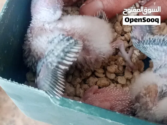 صعيب الغراري