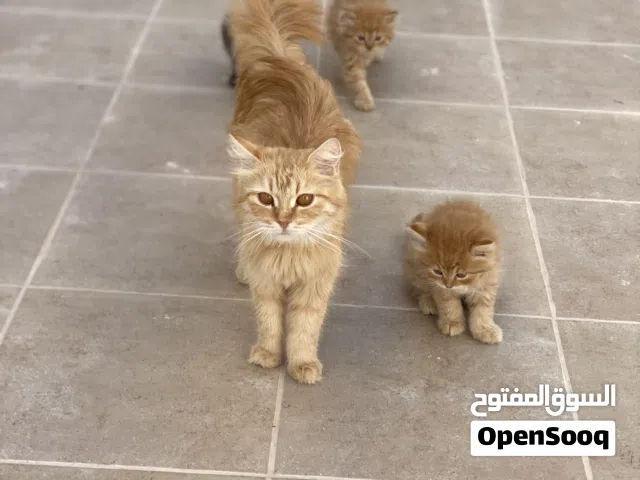 قطط للبيع الصغار الواحد علا 250