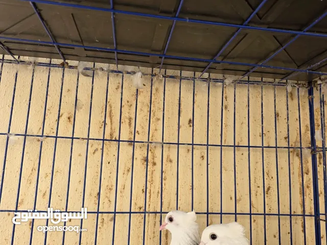 حمام ايراني الحبه ب 45