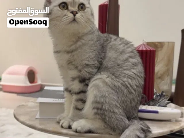 للبيع سكوتش تربل فولد سيلفر أنثى