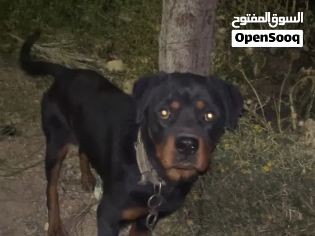 روت وايلر للبيع