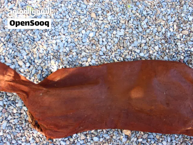 سعن لبيع من جلد اغنام 100%