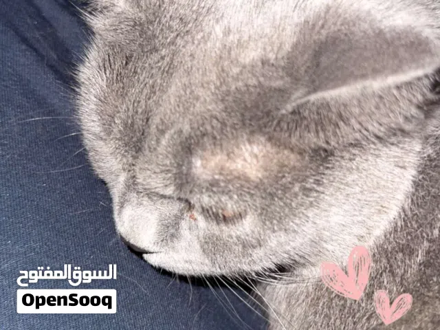 Male Russian Blue Cat   (Food Included)