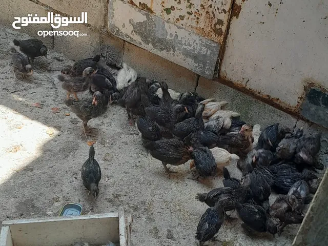 افلاح م̷ـــِْن صلاء علـّۓ. نبي