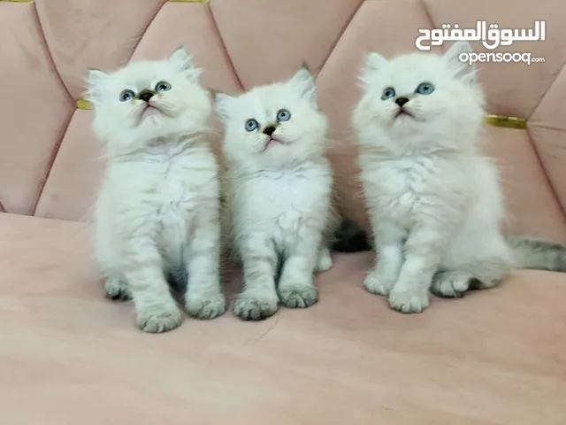 هملايا اناث