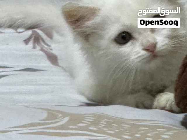 كيتن شيرازي عمر شهرين