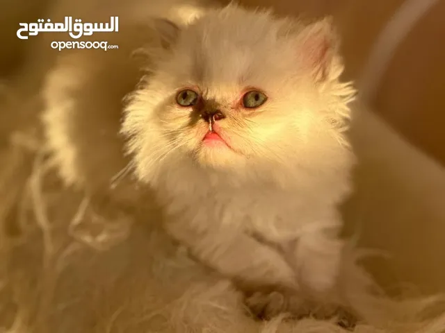 قط فصيل نادر ميكس بين هملايا و شيرازي دول فيس انتاج عالي