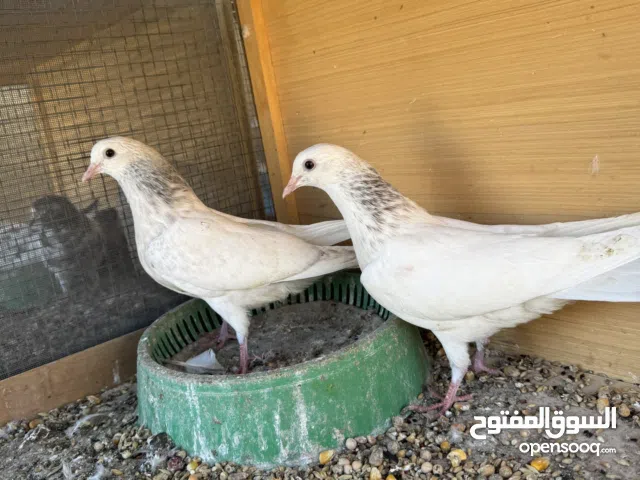 تيدي اقره الوصف