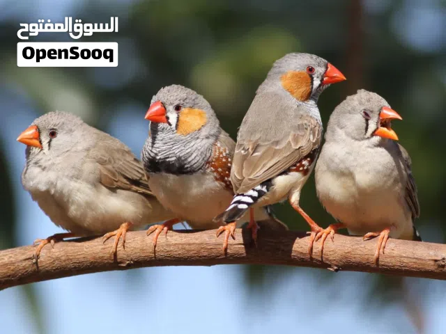 ذكر طيور جنة عدد 4 للبيع