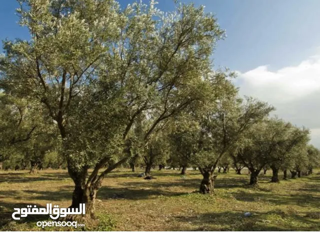 ارض دير غزالة الخضراء
