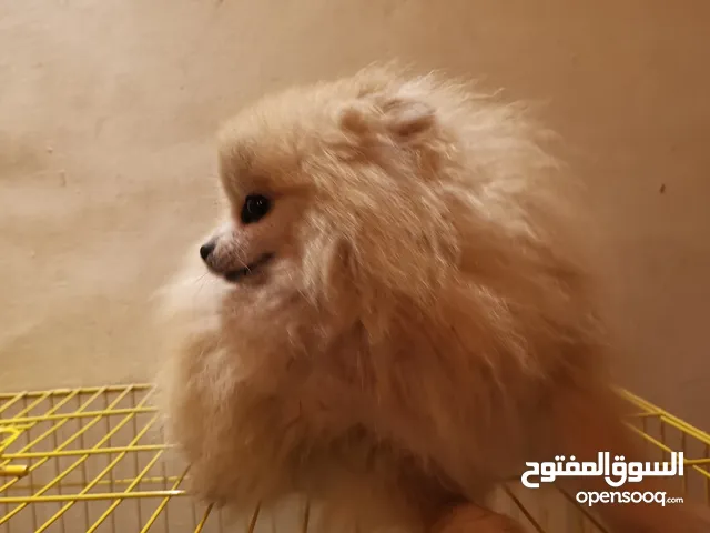 كلب انثي بومرينيان بيور مستورد من أوكرانيا